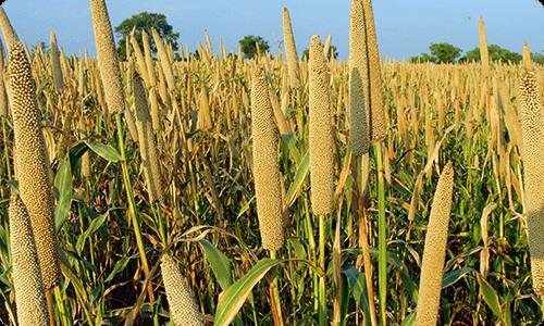 Millet Seeds and Gluten-Free Diet in the Future